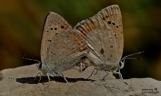 Da Atei (Lycaena thetis)