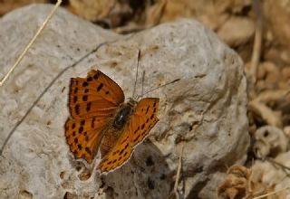 Da Atei (Lycaena thetis)