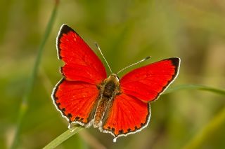 Da Atei (Lycaena thetis)