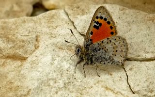 Kafkasya Gelincii (Tomares callimachus)