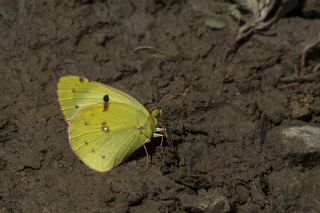 Gzel Azamet (Colias alfacariensis)