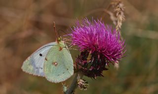 Gzel Azamet (Colias alfacariensis)