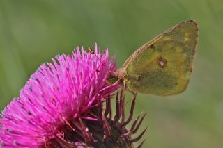 Gzel Azamet (Colias alfacariensis)