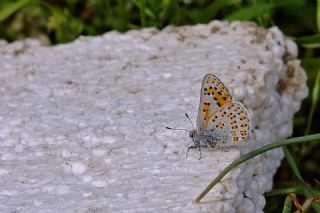 Romen Gelincii (Tomares nogelii dobrogensis)