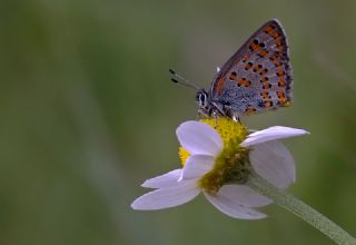 Anadolu Gelincii (Tomares nogelii)