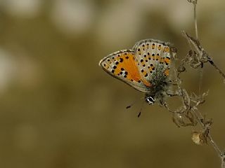 Akbes Gelincii (Tomares nesimachus)