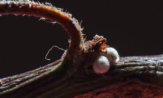 Hu� G�zeli&nbsp;(Thecla&nbsp;betulae)