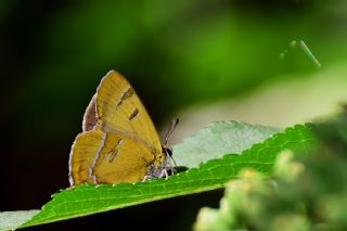 Hu� G�zeli&nbsp;(Thecla&nbsp;betulae)