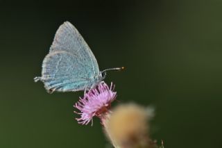 Mavi Sevbeni (Satyrium armenum)