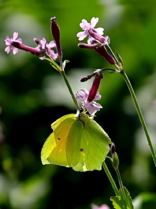 Kleopatra (Gonepteryx cleopatra)