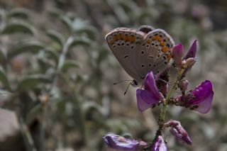 Doulu Esmergz (Plebejus carmon)