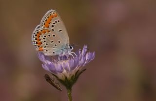 Doulu Esmergz (Plebejus carmon)