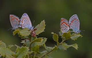 Doulu Esmergz (Plebejus carmon)