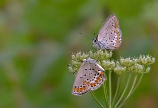 Doulu Esmergz (Plebejus carmon)