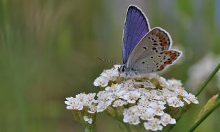 Avrupal� Esmerg�z&nbsp;(Plebejus&nbsp;argyrognomon )