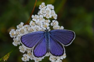 Avrupal� Esmerg�z&nbsp;(Plebejus&nbsp;argyrognomon )
