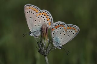 Anadolu Esmergz (Plebejus modicus)