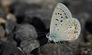 okgzl Kk Turan Mavisi (Polyommatus cornelius)