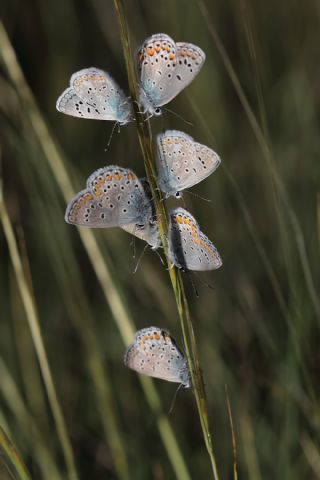 Anadolu Esmergz (Plebejus modicus)