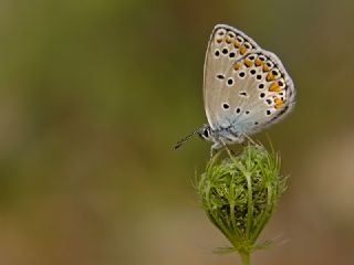 Anadolu Esmergz (Plebejus modicus)