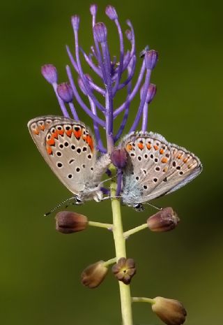 Anadolu Esmergz (Plebejus modicus)