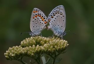 Anadolu Esmergz (Plebejus modicus)