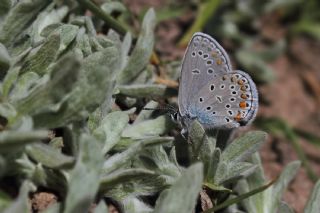 Trkmenistan Esmergz (Plebejus zephyrinus)