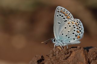 Lbnan Esmergz (Plebejus nichollae)