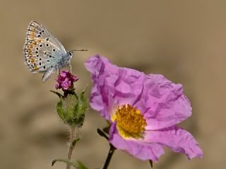 Lbnan Esmergz (Plebejus nichollae)