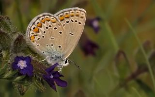 Anadolu Esmergz (Plebejus modicus)