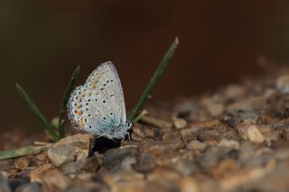 Lbnan Esmergz (Plebejus nichollae)