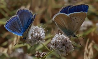 Lacivert Anadolu okgzls (Polyommatus actis )