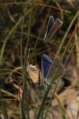 Lacivert Anadolu okgzls (Polyommatus actis )