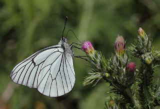 Al�� Beyaz�&nbsp;(Aporia&nbsp;crataegi)