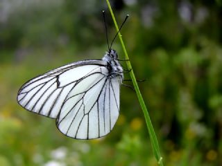 Al Beyaz (Aporia crataegi)