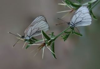 Al�� Beyaz�&nbsp;(Aporia&nbsp;crataegi)