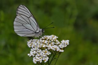 Al Beyaz (Aporia crataegi)