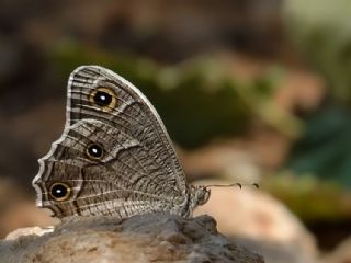 Beyaz Bandl Karamelek (Hipparchia parisatis)