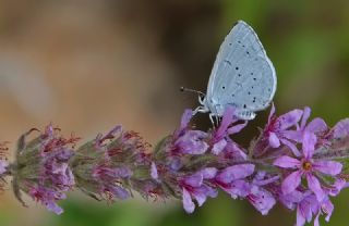 Kutsal Mavi (Celastrina argiolus)