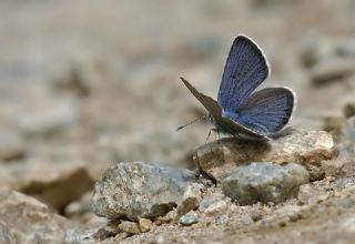 okgzl Gzel Mavi (Polyommatus bellis)