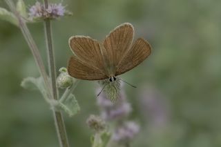 okgzl Lbnan Esmeri (Polyommatus alcestis)