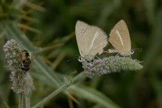 okgzl Lbnan Esmeri (Polyommatus alcestis)