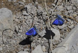 Artvin okgzls (Polyommatus artvinensis)