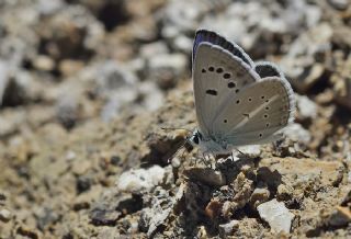 Artvin okgzls (Polyommatus artvinensis)