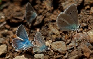 okgzl Vatan Mavisi (Polyommatus igisizilim)