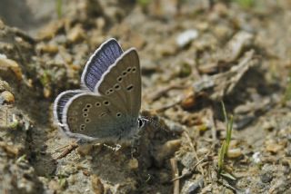 okgzl Gzel Mavi (Polyommatus bellis)