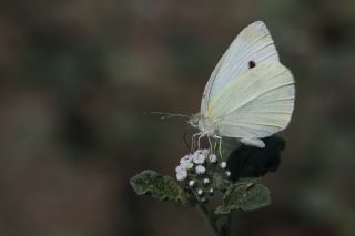 Kk Beyazmelek (Pieris rapae)