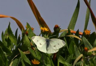 Kk Beyazmelek (Pieris rapae)