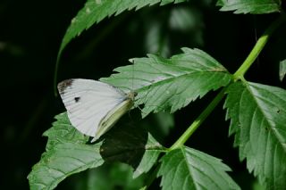 Kk Beyazmelek (Pieris rapae)