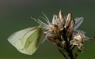 Kk Beyazmelek (Pieris rapae)